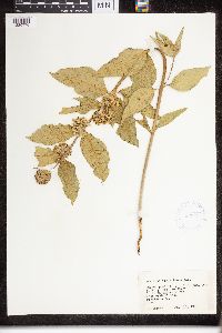 Asclepias viridiflora image