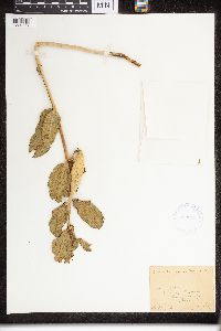 Asclepias viridiflora image