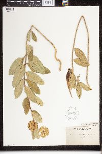 Asclepias viridiflora image