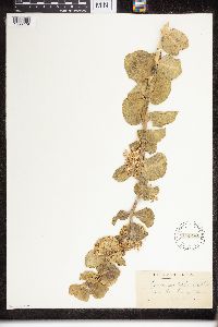 Asclepias viridiflora image