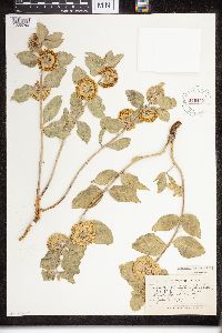 Asclepias viridiflora image