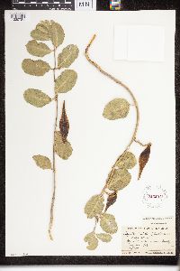 Asclepias viridiflora image