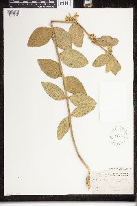 Asclepias viridiflora image