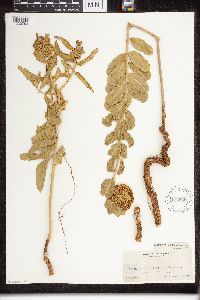 Asclepias viridiflora image