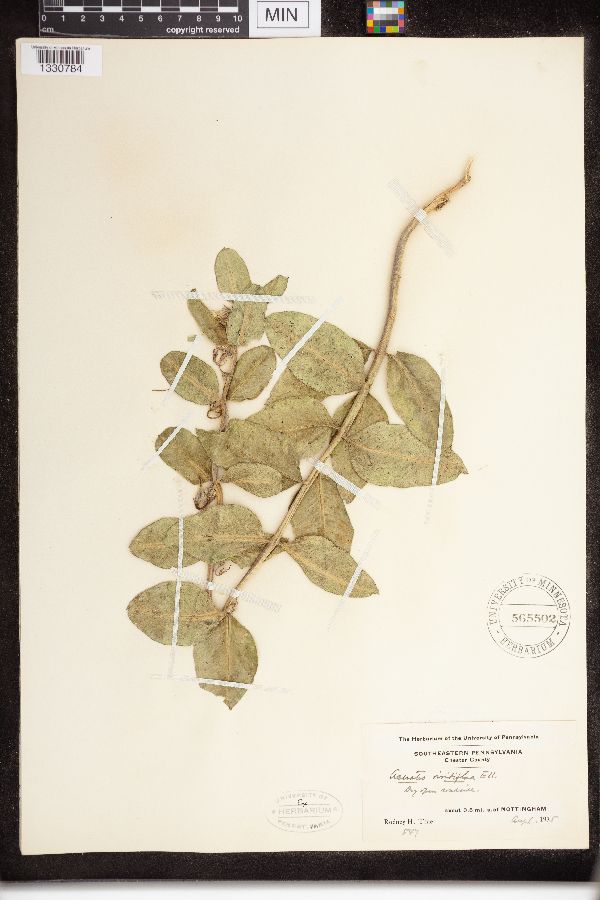 Asclepias viridiflora image