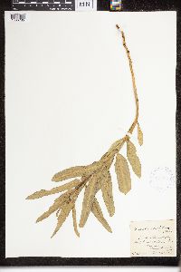 Asclepias viridiflora image