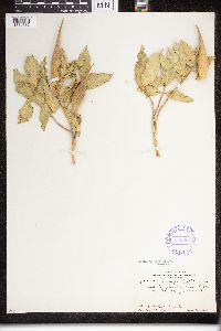 Asclepias viridiflora image