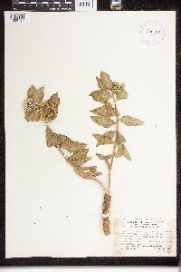 Asclepias viridiflora image