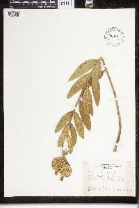 Asclepias viridiflora image