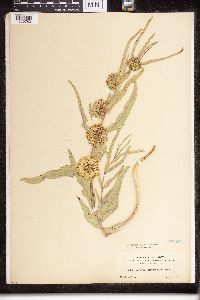 Media resource of Asclepias viridiflora
