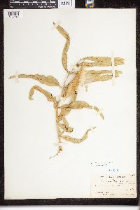 Asclepias viridiflora image