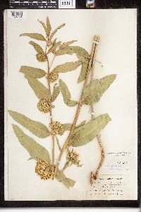 Asclepias viridiflora image