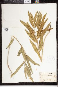 Asclepias viridiflora image