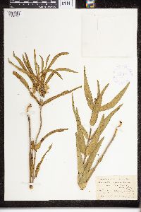 Asclepias viridiflora image