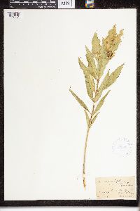 Asclepias viridiflora image