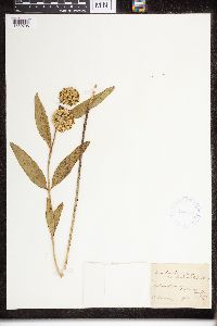 Asclepias viridiflora image