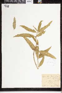 Asclepias viridiflora image