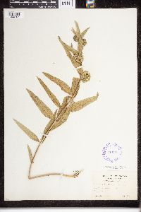 Asclepias viridiflora image