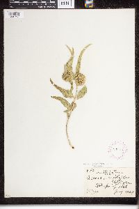 Asclepias viridiflora image