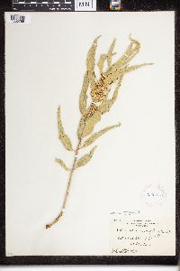 Asclepias viridiflora image