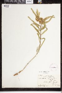 Asclepias viridiflora image