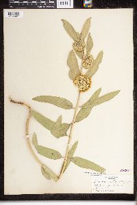 Asclepias viridiflora image