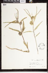 Asclepias viridiflora image