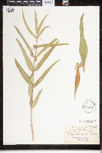 Asclepias viridiflora image