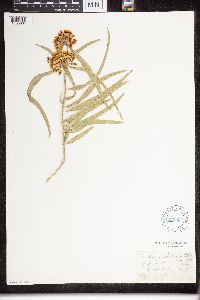 Asclepias viridiflora image