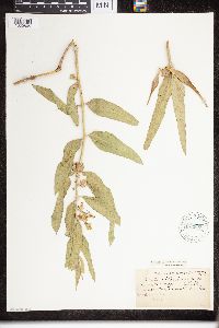 Asclepias viridiflora image