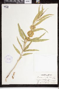 Asclepias viridiflora image