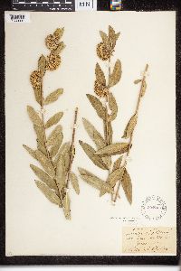 Asclepias viridiflora image