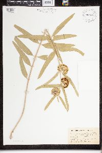 Asclepias viridiflora image