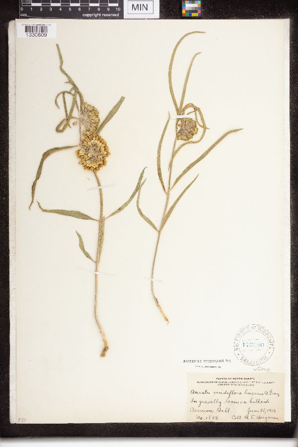 Asclepias viridiflora var. linearis image