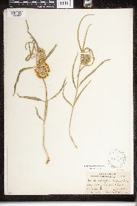 Asclepias viridiflora image