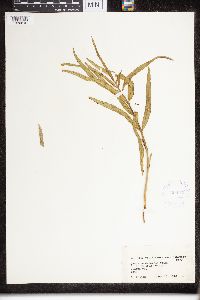 Asclepias viridiflora image