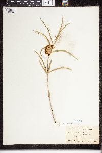 Asclepias viridiflora image