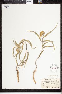 Asclepias viridiflora image