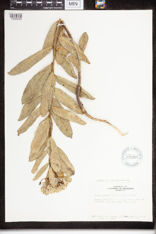 Asclepias viridis image