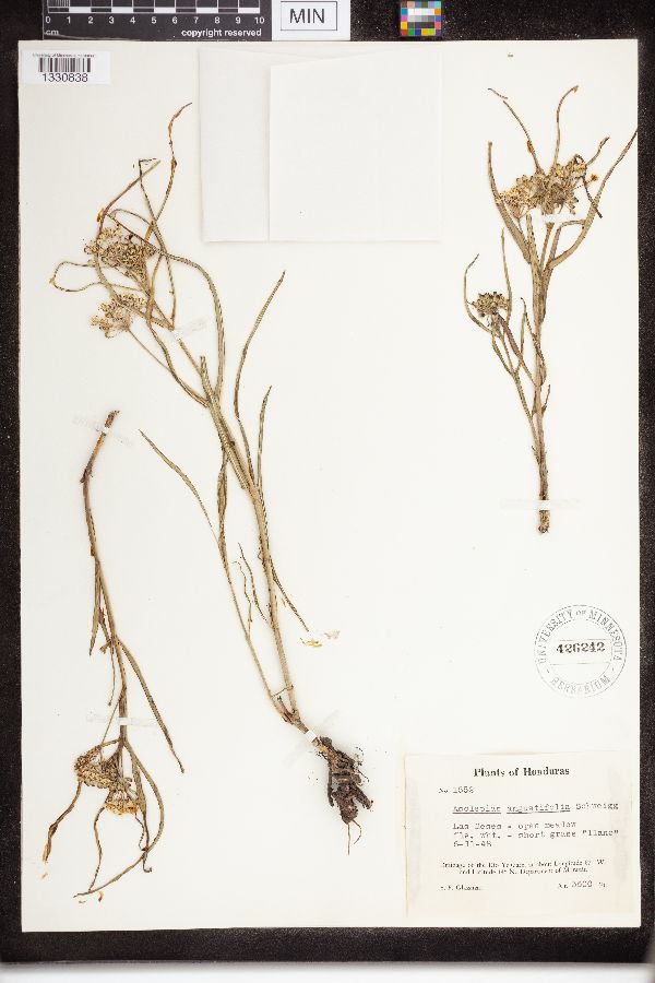 Asclepias angustifolia image