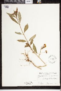 Asclepias curassavica image