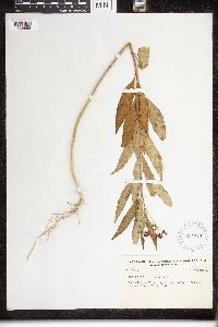 Asclepias curassavica image