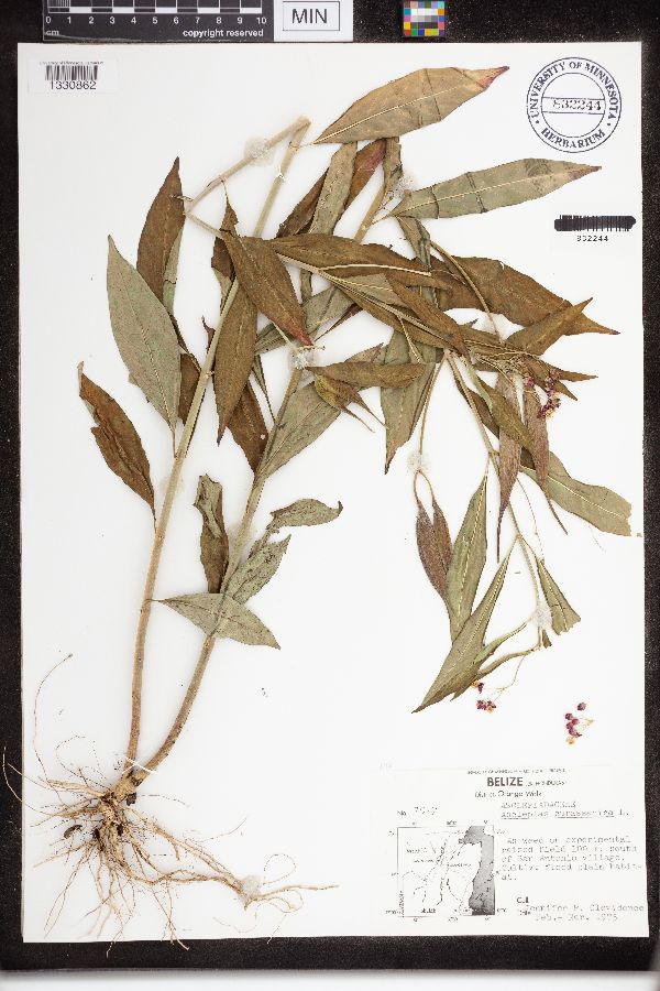 Asclepias curassavica image