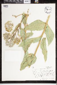 Asclepias erosa image