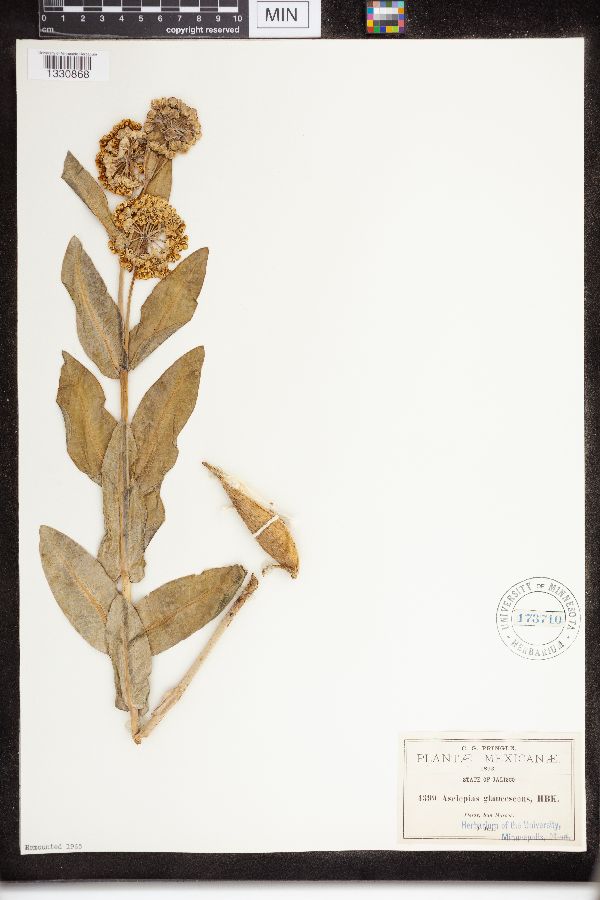 Asclepias glaucescens image
