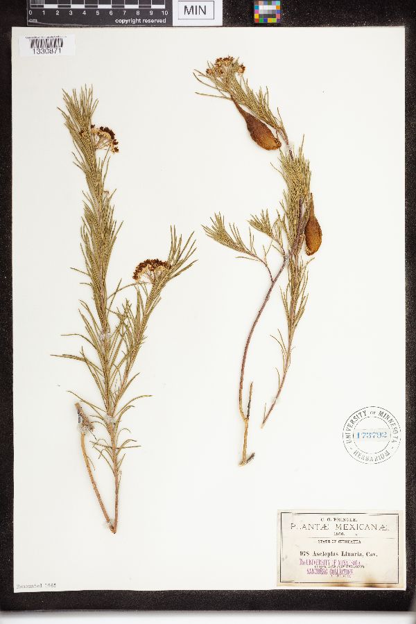 Asclepias linaria image