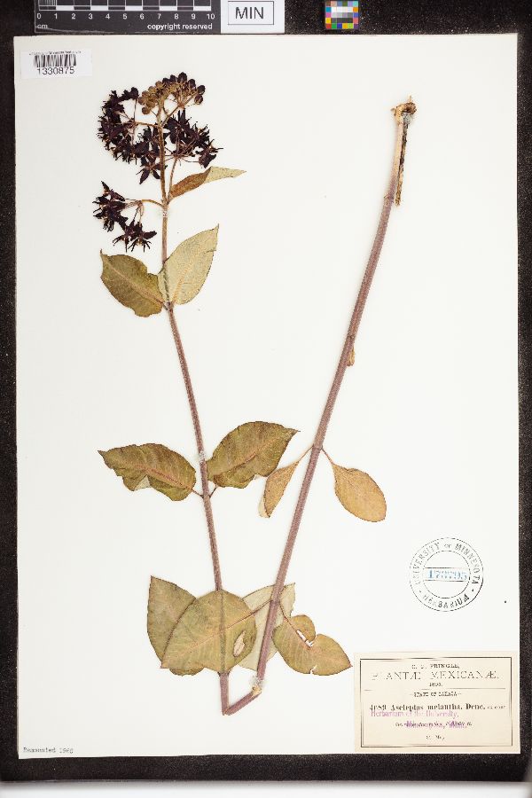 Asclepias melantha image