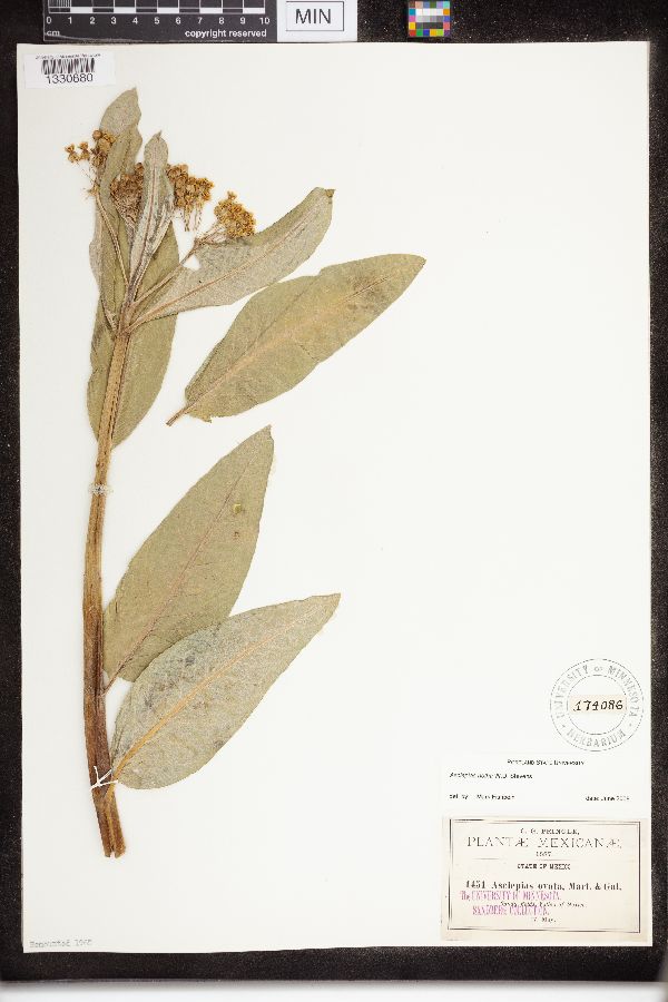 Asclepias ovata image