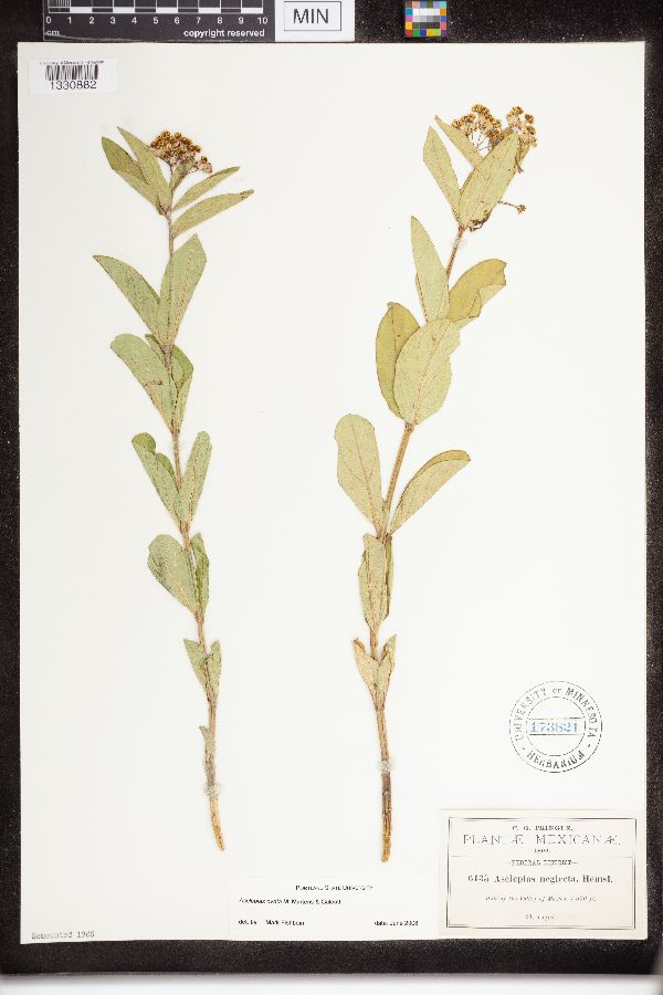 Asclepias neglecta image