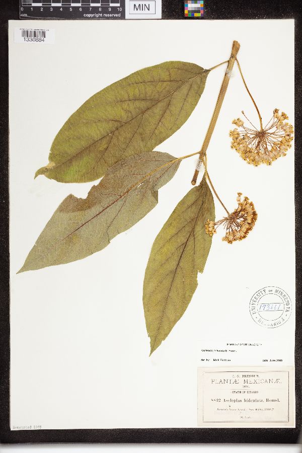 Asclepias bidentata image